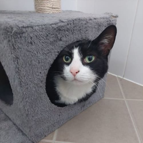 Tux
