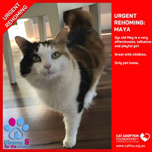 Maya