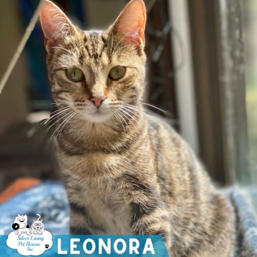 Leonora