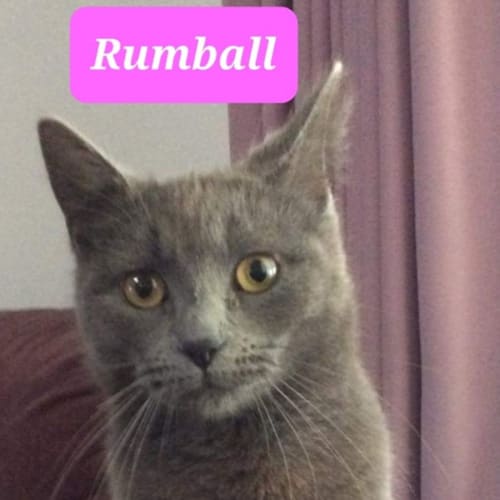 Rumball