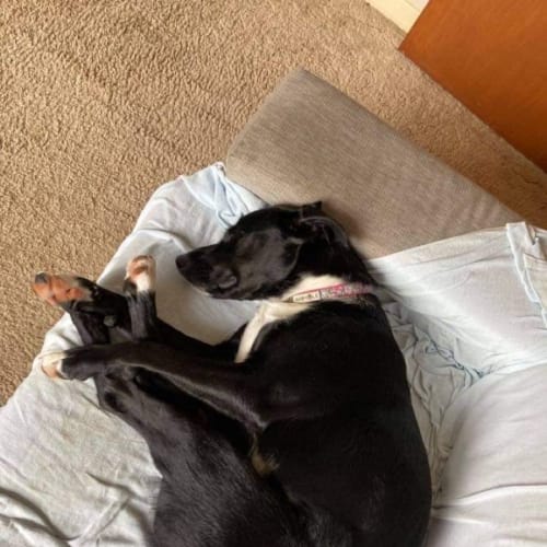 Maisie ~ 1.5yr Old BC X Koolie(On Trial 4/11/21)