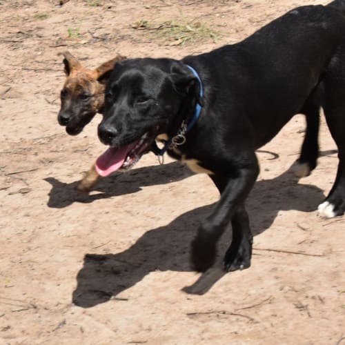 Bonnie ~ 7mo Labrador X(Rev. apps 22/10/21)