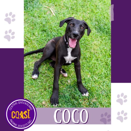 Coco