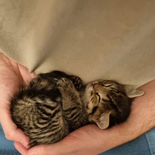 Nutmeg - 7 wk kitten (on trial 22/10/2021)