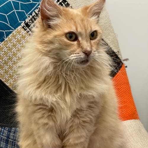 Marmalade