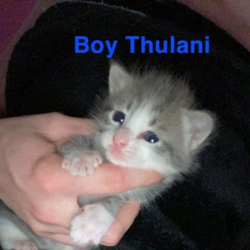 Thulani