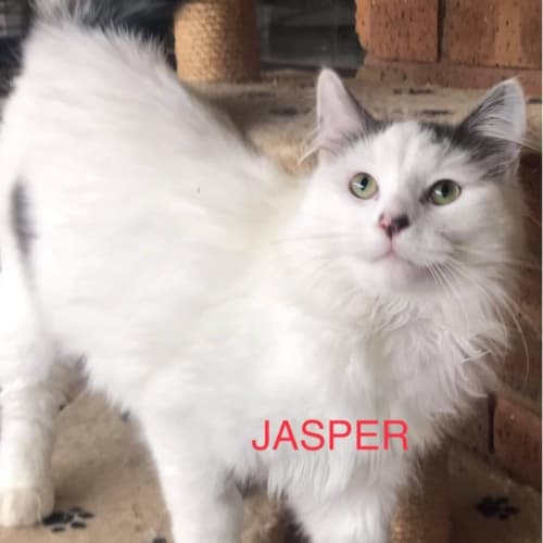 Jasper 