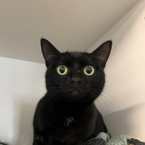 Maya