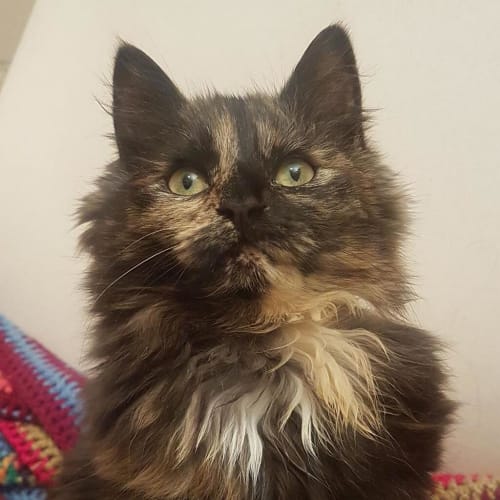 Millie