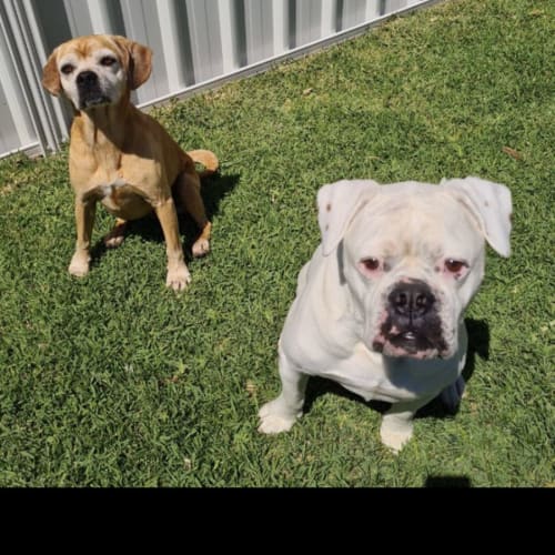 Chandler and Phoebe 🐶
