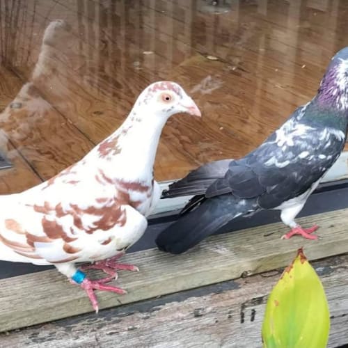 Gregory Grove & Penders Park