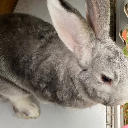 Binky