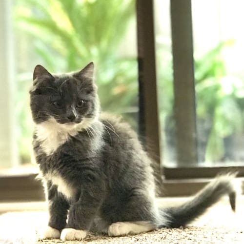 Rain **2nd Chance Cat Rescue**