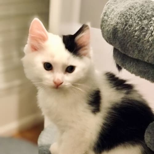 Snowie **2nd Chance Cat Rescue**