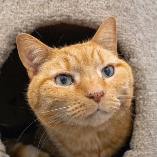 Gus