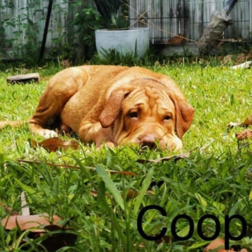 Coop