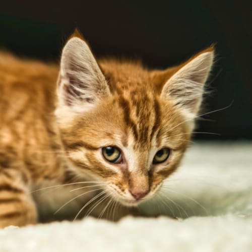 Jaffa