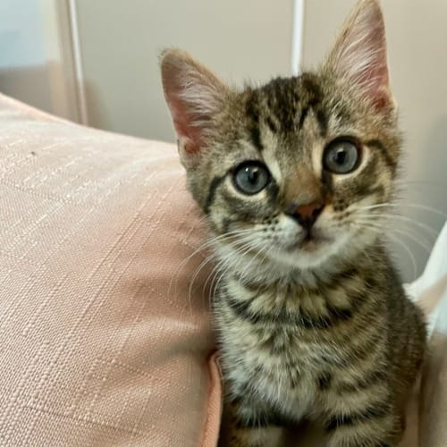 Loki