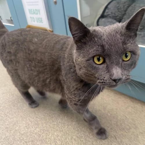 Sooty