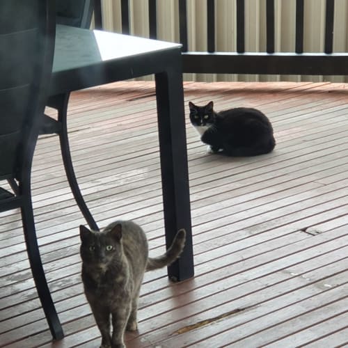 **Foster Carer Required** Midnight, Luna & Flufy