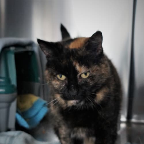 Puss