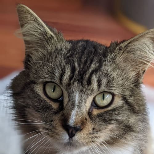 Oscar - Located in Prahran