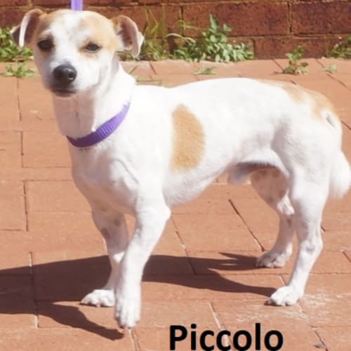 Piccolo