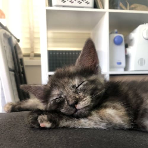 Fluffy - 8 week old kitten (on trial 31/10/2021)