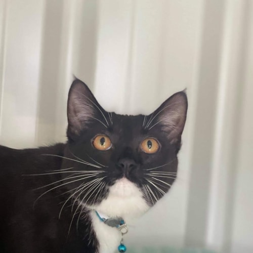 Leila