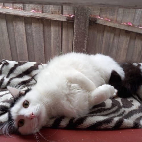 Hamish