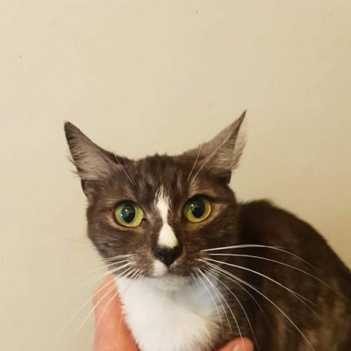 Isabella 