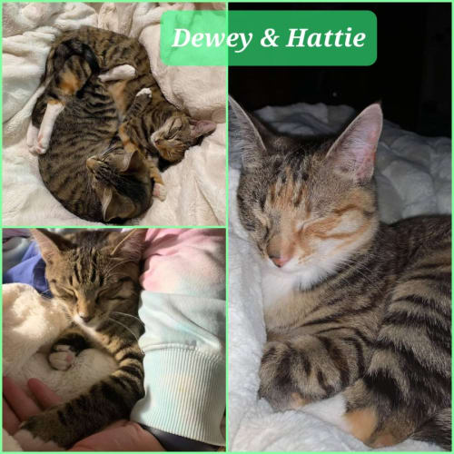 Dewey Hattie