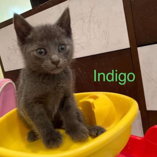 Indigo