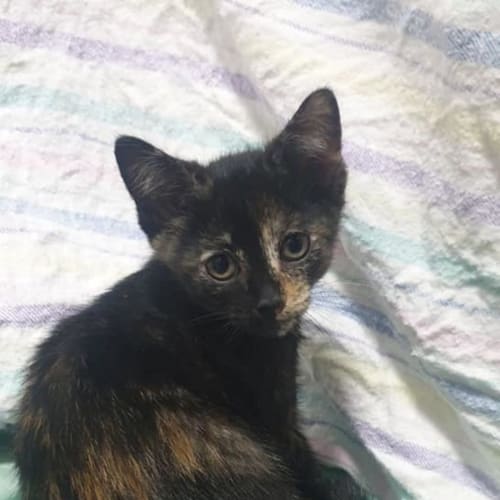 Bellatrix