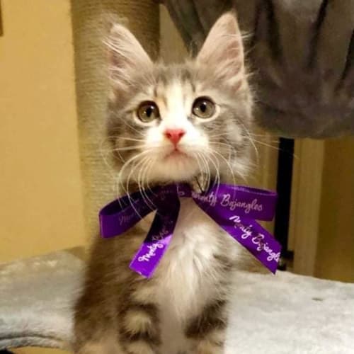 Louie