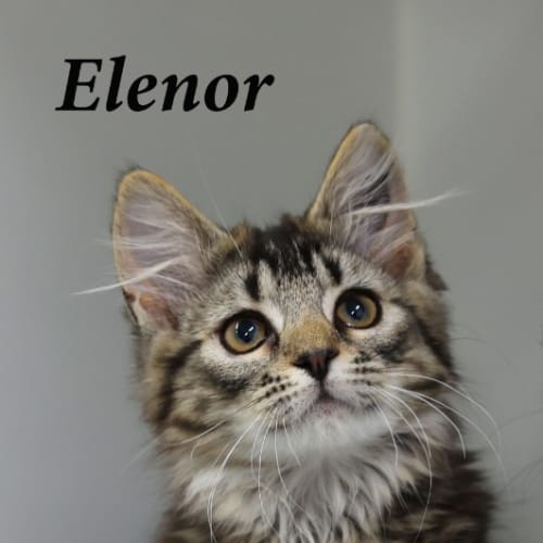 Elenore