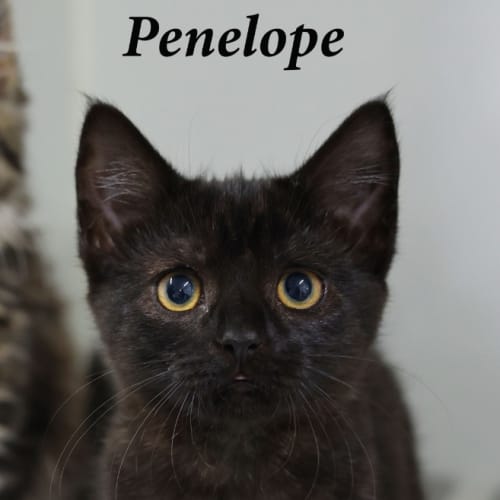Penelope