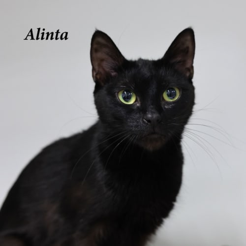 Alinta