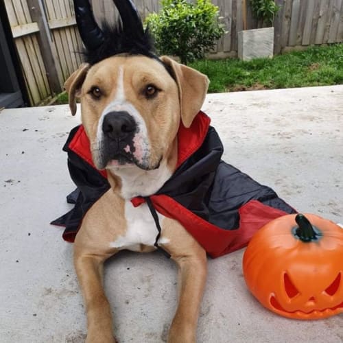 Snoop 