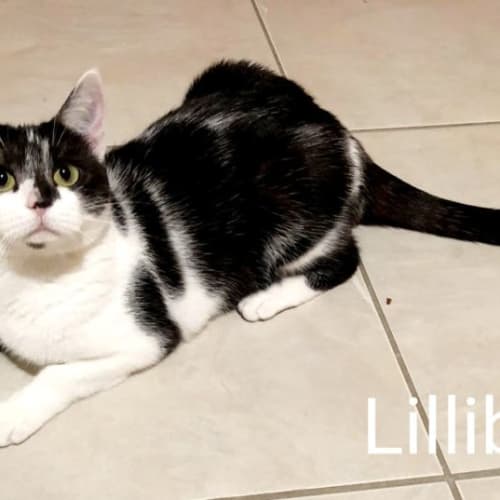 Lillibet