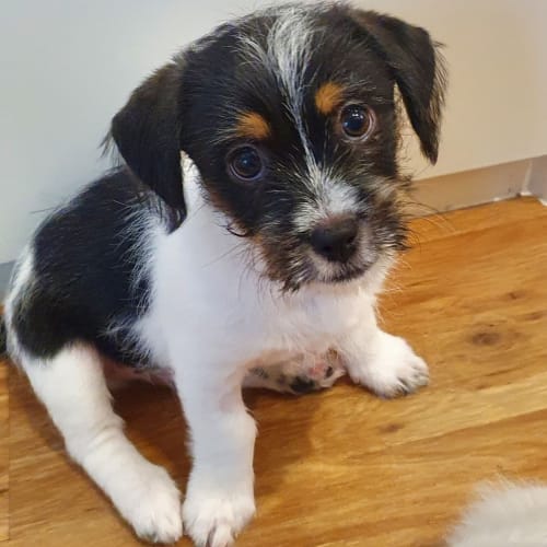 Albie