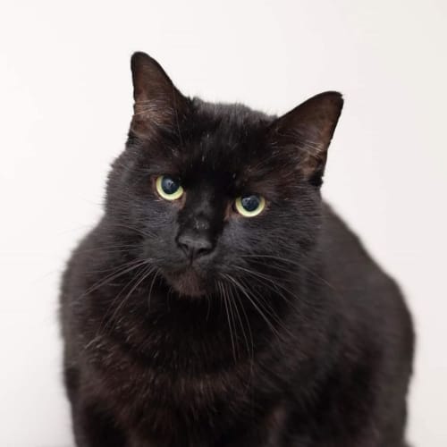 Shadow **2nd Chance Cat Rescue**