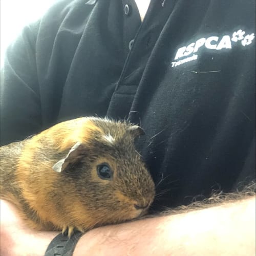 Cirrus