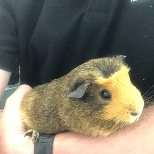 Guinea Weasley