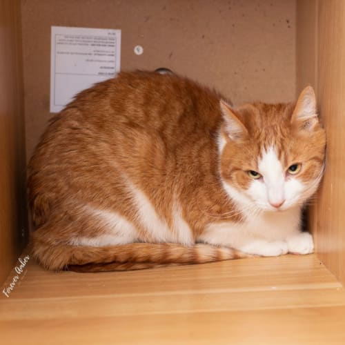 Martin ** 2nd Chance Cat Rescue**