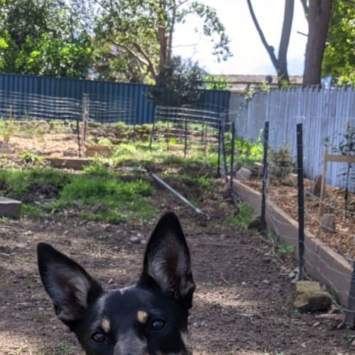 Lucy ~ 7mo Kelpie(On trial 11/11/21)