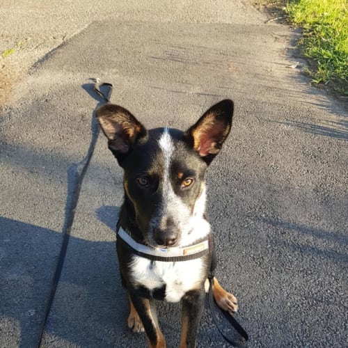 Peanut ~ 7mo Kelpie X  BC (On Trial 7/11/21)