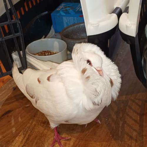 A Floating Skeleton In A Cloak