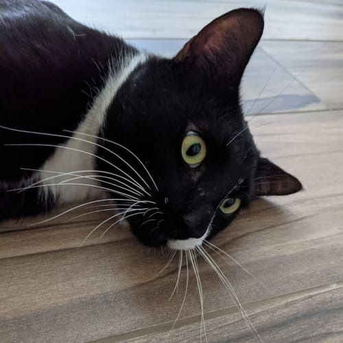 Enzo - 4 Year old (on trial 24/2/22)
