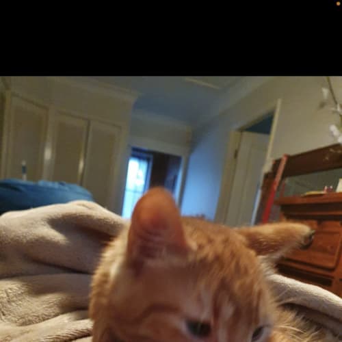 Renaldo 🐱